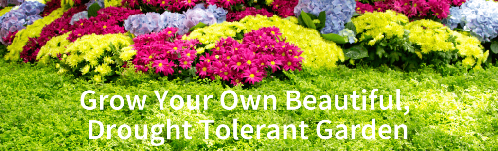 Drought Tolerant plants southern california