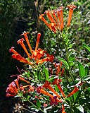 drought tolerant plants southern california