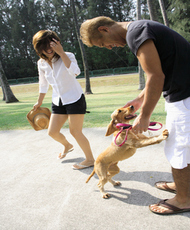 Dog playing with a mid adult man and a young woman in a park