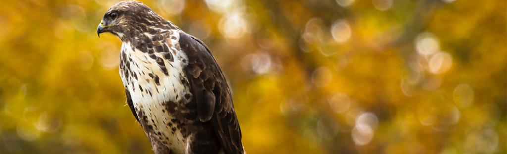 hawk with fall leaves in background