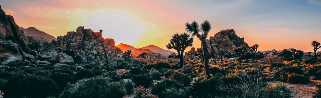 sunset in joshua tree national park california