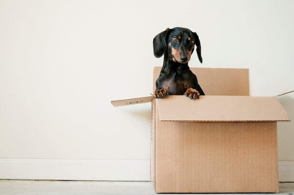 black and brown dachshund in cardboard box