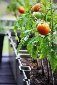 tomatoes growing in containers