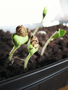 two green seedlings emerge from soil