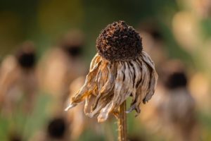 dried up brown flower