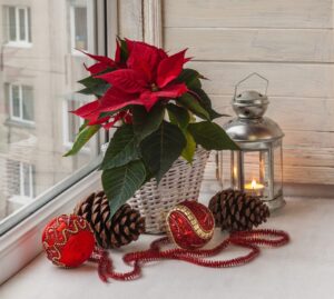 poinsettia in the window with christmas ornaments and a lantern